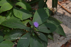 Lamprachaenium microcephalum